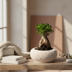 Bonsai Tree Small